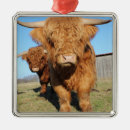 Recherche de vache ornements Grange