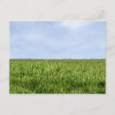Recherche de herbe verte cartes postales Ciel