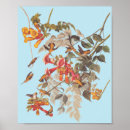 Recherche de audubon birds posters Birds of america
