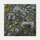 Recherche de fleur de pomme magnets Blanc