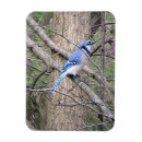Recherche de crique magnets Animal