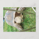 Recherche de tortue géante cartes postales Animaux