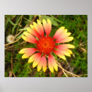 Recherche de couverture indienne posters Nature