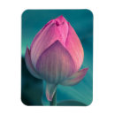 Recherche de fleur de lotus magnets Feuille