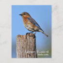 Recherche de oiseau bleu oriental posters Faune