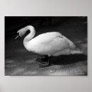 Recherche de cygne noir posters Muet