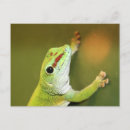 Recherche de lézard vert cartes postales Gecko