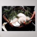 Recherche de poules et poussins art Nature