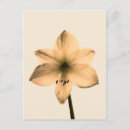 Recherche de amaryllis cartes postales Fleur