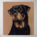 Recherche de chiot rottweiler posters Animal