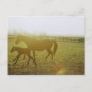Recherche de images de cheval cartes postales Ouest sauvage