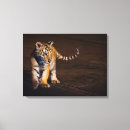 Recherche de nursery photographie Tigre
