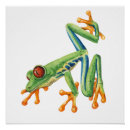 Recherche de vert clair posters Grenouille