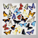 Recherche de paons blancs posters Animal