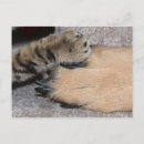 Recherche de chien de berger cartes postales Amoureux des animaux