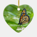 Recherche de papillon ornements Photographie