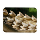 Recherche de requins magnets Vie marine