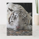 Recherche de salutation de tigre Anniversaire