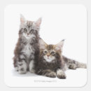 Recherche de chaton de ragondin Félin