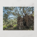 Recherche de olivier cartes postales Arbre