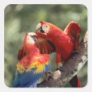 Recherche de perroquet rouge autocollants Faune