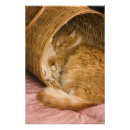 Recherche de agrafe posters Mignon