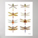 Recherche de insectes et insectes posters Sauvage