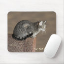 Recherche de chats gris tapis souris Tabby