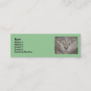 Recherche de little cartes visite Chaton
