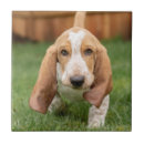 Recherche de basset hound carreaux Chien