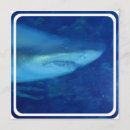 Recherche de grand requin invitations Marine