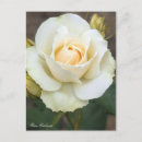 Recherche de edelweiss cartes postales Fleur