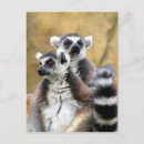 Recherche de lemur cartes postales Lémurien à queue