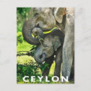 Recherche de l asie cartes postales Artistique