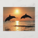 Recherche de coucher soleil dauphin cartes invitations Mer