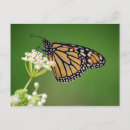 Recherche de papillon de monarque cartes postales Nature