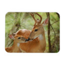 Recherche de faons magnets Animaux