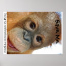Recherche de orang outan posters Conservation