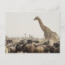 Recherche de gnou posters Voyage