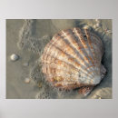 Recherche de coquillages posters Nature