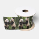 Recherche de panda rubans Bambou