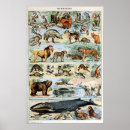Recherche de mammifère posters Naturel