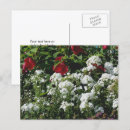 Recherche de hibiscus cartes postales Invités