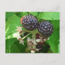 Recherche de bourgeon cartes postales Noir