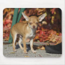 Recherche de chiwawa drôle tapis souris Chiot