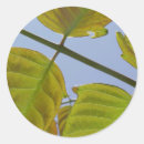 Recherche de brindille autocollants Feuille