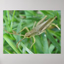 Recherche de houblon posters Animaux