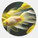 Recherche de poisson rouge autocollants Aquarium
