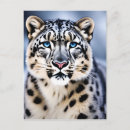 Recherche de léopard cartes postales Photographie
