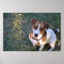 Recherche de jack russel posters Amoureux des chiens